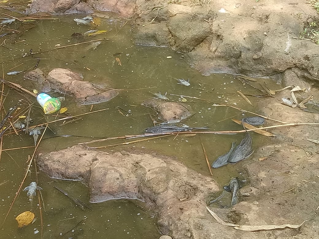 Ribuan Ikan Mati Akibat Tercemar Limbah Pabrik Jabarnet